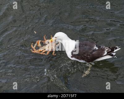 Great black-backed gull (Larus marinus) adult swimming while feeding on a large male Spiny spider crab (Maja squinado) it has just caught, Wales, UK. Stock Photo