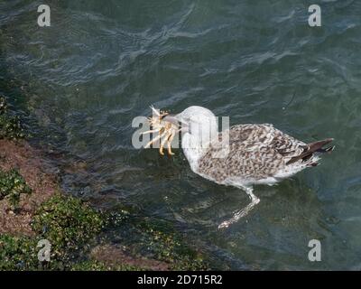 Great black-backed gull (Larus marinus) juvenile swimming with a Spiny spider crab (Maja squinado) it has just caught on low spring tide, Wales, UK. Stock Photo