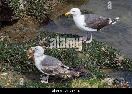 Great black-backed gull (Larus marinus) subadult holding a soft, recently moulted Spiny spider crab (Maja squinado) as an adult watches, Wales, UK. Stock Photo