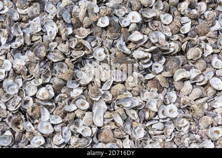 A pile of empty oyster shells. Stock Photo