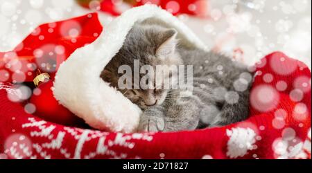 Portret cute tabby kitten in christmas hat with blur snow lights. Santa Claus hat on pretty Baby cat. Christmas cat sleeping lies in red basket. Home Stock Photo