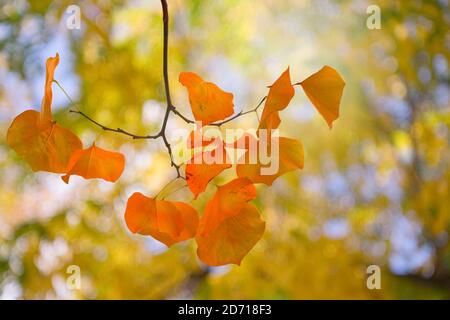 red autumn leaves close up shot, blurred colorful tree in the background Stock Photo