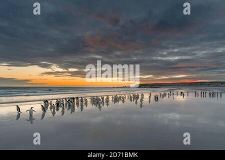 Gentoo Penguin (Pygoscelis papua) on the sandy beach of  Volunteer Point. South America, Falkland Islands, January Stock Photo