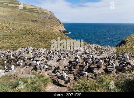 Black-browed albatross or black-browed mollymawk (Thalassarche melanophris), colony in typical Tussock Gras of the subantarctic islands. Rockhopper Pe Stock Photo