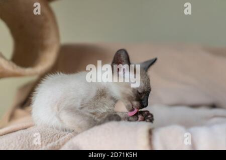 Cute small light gray kitten washing his paw. Purebred six weeks old Siamese cat with blue almond shaped eyes on beige basket background Stock Photo