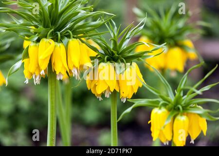 Crown imperial fritillary spring garden flowers Stock Photo