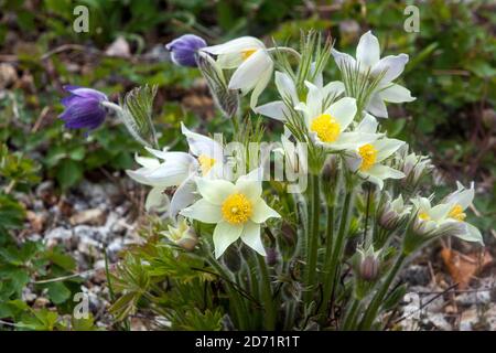 Early spring flowers Clump of White Pasque flower Pulsatilla vulgaris Alba Stock Photo