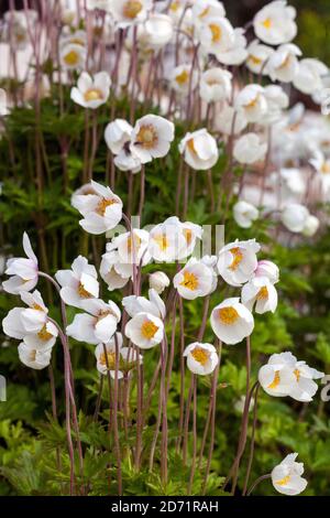 Anemone sylvestris Snowdrop Anemone, Spring, Season, Flowerbed, Garden, Flowers, Blooming, Plant Stock Photo