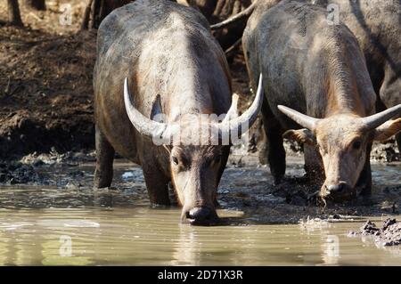 buffalo is drinking water in the mud Stock Photo