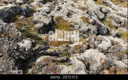 Mosses on a lava flow in Reykjanes.europe, northern europe, iceland, august Stock Photo