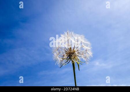 Dandelion flower close up silhouette over a blue sky Stock Photo