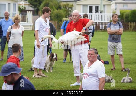 Swan uppers tag and record swans along the River Thames, between Marlow and Henley in Buckinghamshire, England. Swan upping is an ancient tradition by which ownership of swans is apportioned between the Crown, the Vintners' Company and the Dyers' Company. Picture date: Wednesday, July 19th, 2017. Photo credit should read: Matt Crossick/ EMPICS Entertainment. Stock Photo