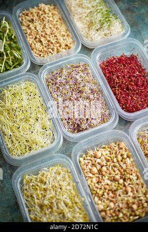 Various kind healthy microgreen sprouts in small packages placed on the stone background Stock Photo