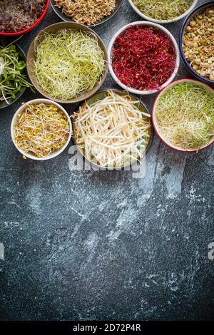 Various types of micro greens in colorful bowls on slate background. Fresh garden products Stock Photo