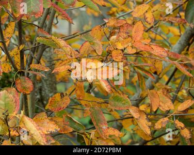 The bright orange autumn leaves of Amelanchier lamarckii Stock Photo