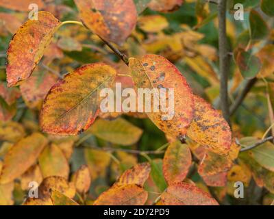 The bright orange autumn leaves of Amelanchier lamarckii Stock Photo