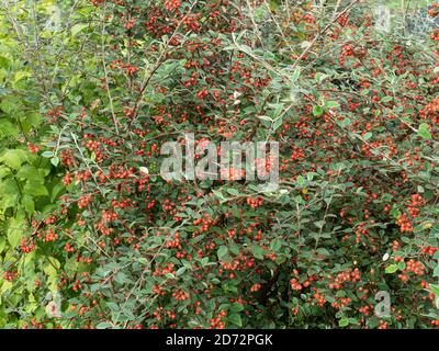The bright red berries and the silvery green evergreen foliage of Cotoneaster lacteus providing a colourful autumn display Stock Photo