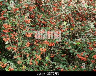 The bright red berries and the silvery green evergreen foliage of Cotoneaster lacteus providing a colourful autumn display Stock Photo