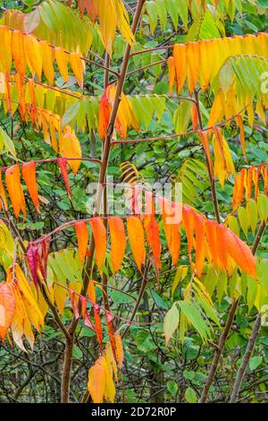 Smooth Sumac, Rhus glabra, British Columbia, Canada Stock Photo