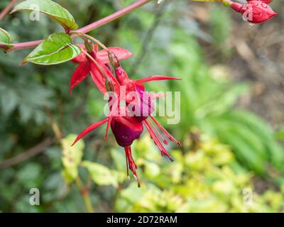 A close of two flowers of the climbing Fuchsia Lady Boothby Stock Photo