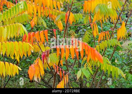 Smooth Sumac, Rhus glabra, British Columbia, Canada Stock Photo