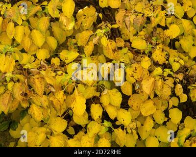 The bright yellow autumn leaves of the the climbing Hydrangea, Hydrangea petiolaris Stock Photo