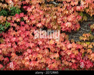 Part of a wall covered in the bright red autumn leaves of a Boston Ivy - Parthenocissus tricuspidata Stock Photo