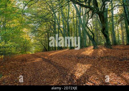 An Autumn view of a footpath running through a carpet of fallen beech leaves at Deffer Wood in South Yorkshire Stock Photo