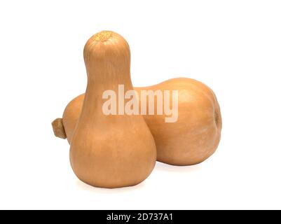 Whole mini pumpkins isolated on white background Stock Photo