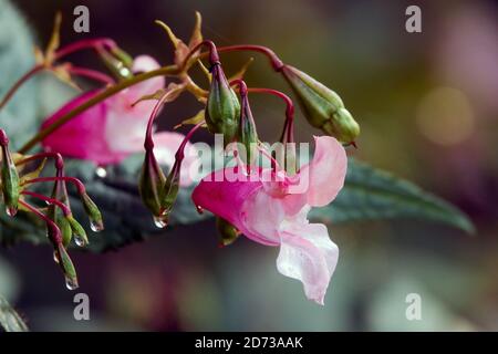 Himalayan balsam Stock Photo