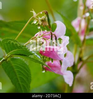 Himalayan balsam Stock Photo