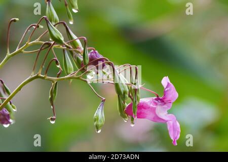 Himalayan balsam Stock Photo