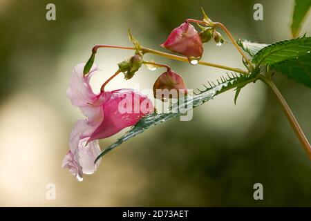 Himalayan balsam Stock Photo