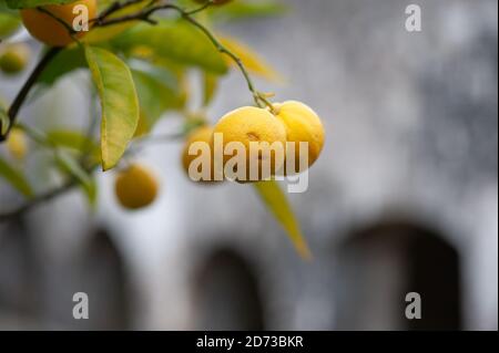 Aberglasney Gardens, Carnarthenshire, Wales. Stock Photo