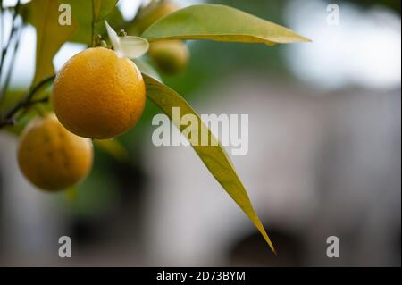 Aberglasney Gardens, Carnarthenshire, Wales. Stock Photo