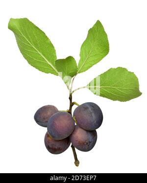 Blue plums on the branch isolated on white background Stock Photo