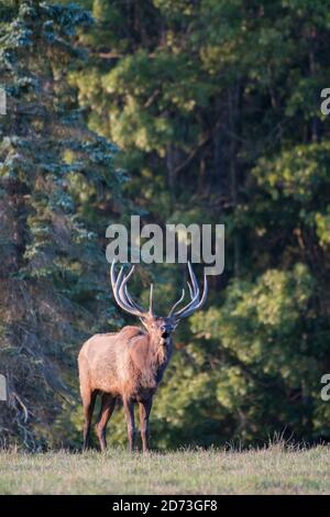 A bull elk bugles in a field during the elk rut  in Benzette, Pennsylvania, USA Stock Photo