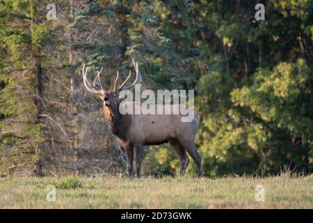 A bull elk bugling in a field during the elk rut  in Benzette, Pennsylvania, USA Stock Photo
