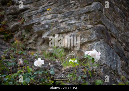 Aberglasney Gardens, Carnarthenshire, Wales. Stock Photo