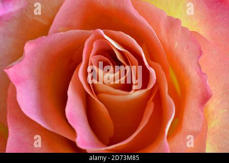 Rose, Tequila Sunrise Stock Photo