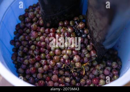 close-up to crush grapes with feet in a bucket. Winemaking, handicraft and grape pressing. Stock Photo