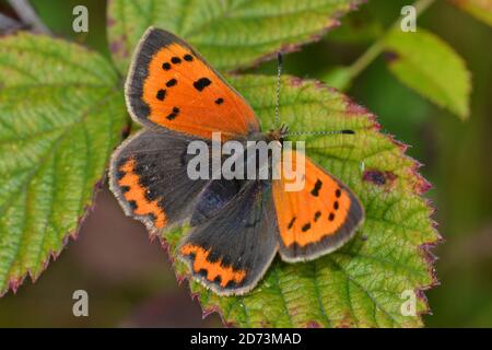 Small Copper , third generation,, basking on a bramble leaf in the sunshine in October, Cheshire, UK Stock Photo