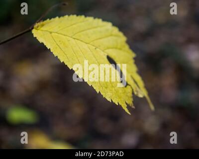 Yellow Fall Leaf, Clayfield Copse, Emma Green, Caversham, Reading, Berkshire, eNGLAND, uk, gb. Stock Photo