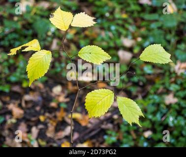 Yellow Fall Leaf, Clayfield Copse, Emma Green, Caversham, Reading, Berkshire, eNGLAND, uk, gb. Stock Photo