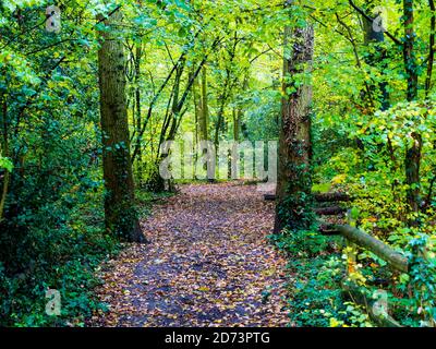Path, Autumn Woodlands, Clayfield Copse, Emma Green, Caversham, Reading, Berkshire, England, UK, GB. Stock Photo