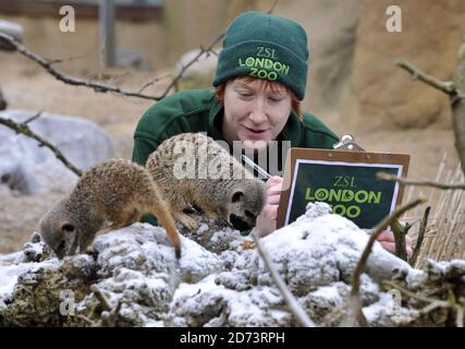 A zookeeper counts a pack of coatis in London Zoo, as part of the annual zoo stocktake.  Stock Photo