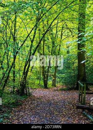 Path, Autumn Woodlands, Clayfield Copse, Emma Green, Caversham, Reading, Berkshire, England, UK, GB. Stock Photo