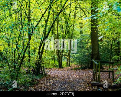 Path, Woods, Autumn Landscape, Clayfield Copse, Emma Green, Caversham, Reading, Berkshire, England, UK, GB. Stock Photo