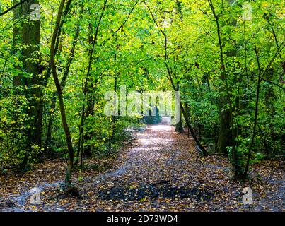 Path, Woods, Autumn Landscape, Clayfield Copse, Emma Green, Caversham, Reading, Berkshire, England, UK, GB. Stock Photo