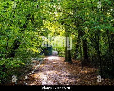 Sunlight Hitting Woodland Path, Autumn Woods, Clayfield Copse, Emma Green, Caversham, Reading, Berkshire, England, UK, GB. Stock Photo